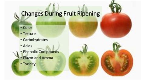 Fruit Ripening Definition