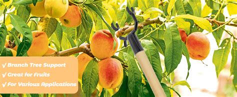 Fruit Tree Branch Support
