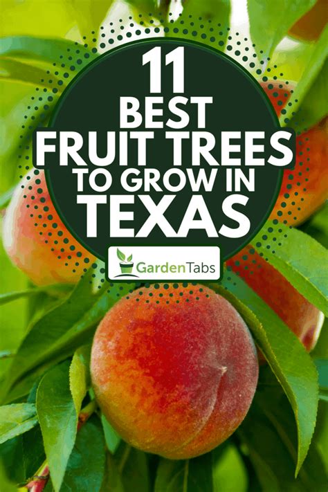 Fruit Tree For Texas