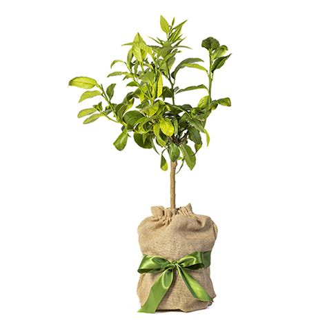 Fruit Tree Gift Ideas