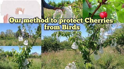 Fruit Tree Keep Birds Away