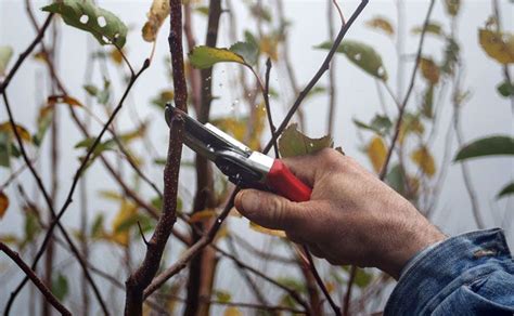 Fruit Tree Pruning Specialists