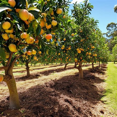 Fruit Tree Qld