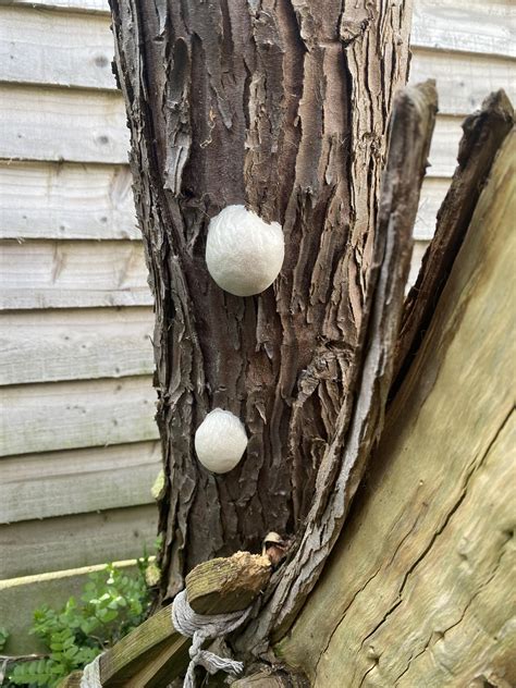 Fruit Tree White Fungus