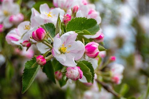 Fruit Tree With Flowers