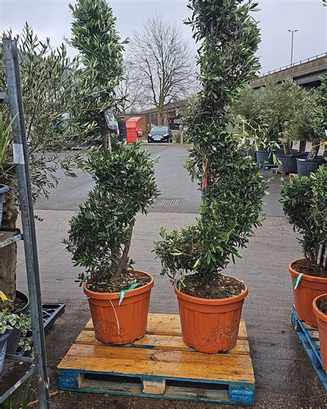 Fruit Trees Birmingham