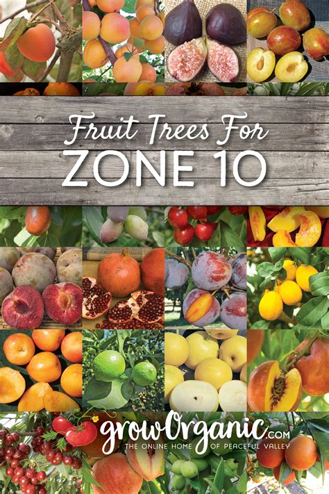 Fruit Trees For 9B Zone