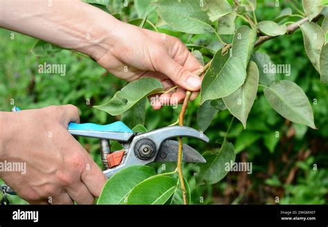 Fruit Trees For Cutting