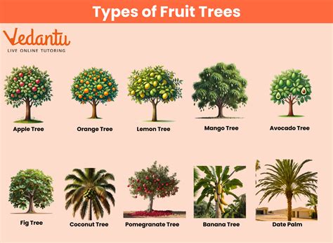 Fruit Trees Types
