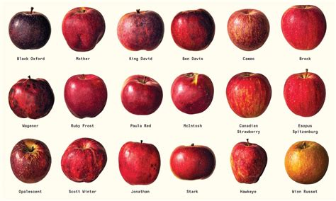 Fruits Name Apple