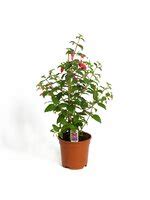 Fuchsia Kruka
