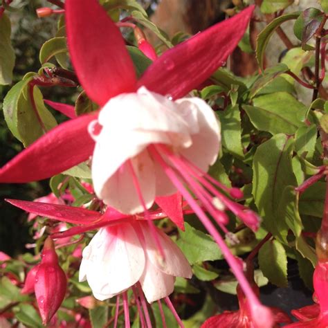 Sommerblumen 28 Fuchsia Cultivars Patio Princess Fuchsie Balkonblumen