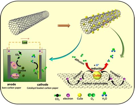 Fuel Cells Using Carbon Nanotubes
