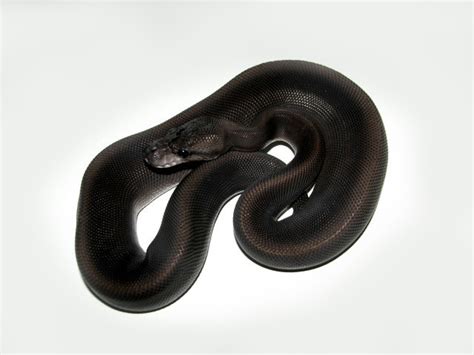 Full Black Ball Python