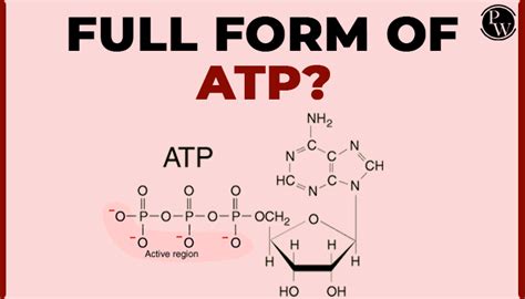 full form of atp in cell