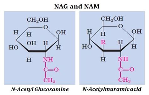 full form of nam and nag