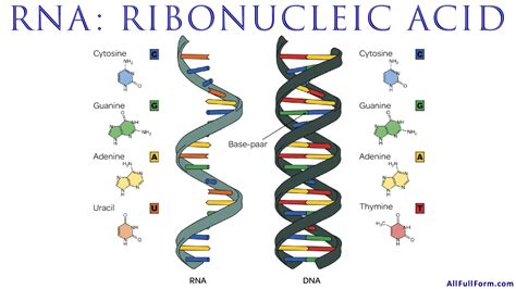 full form of rna in biology