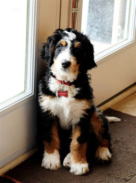 Full Grown Bernedoodle