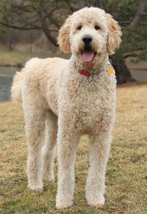 full grown big goldendoodle
