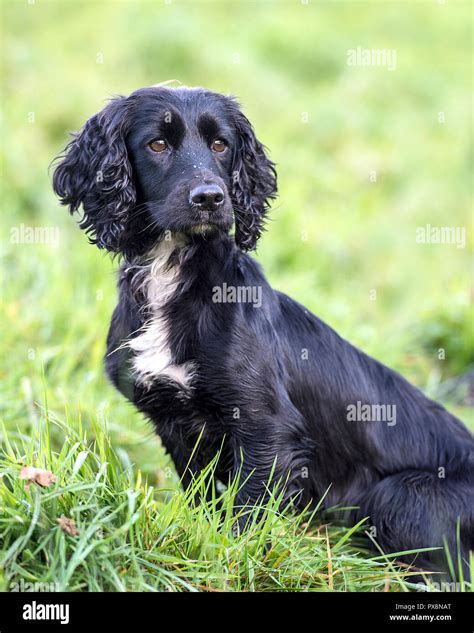 full grown cocker spaniel black