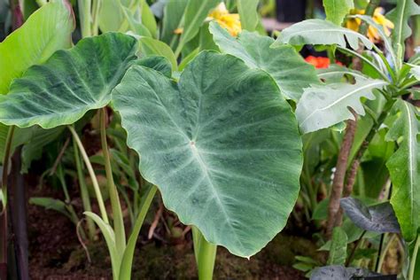 full grown elephant ear plant