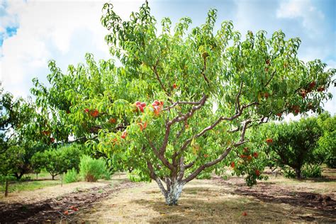 full grown peach tree