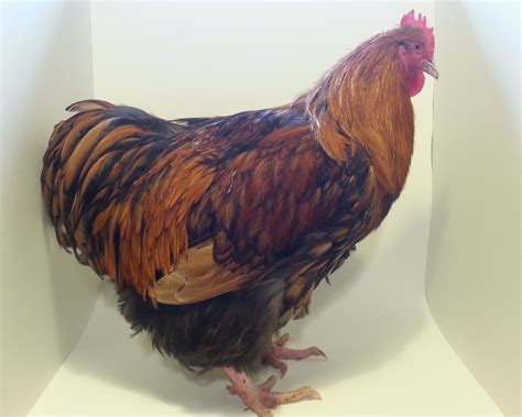 full grown roosters for sale