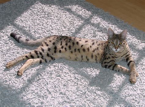 full grown savannah cat