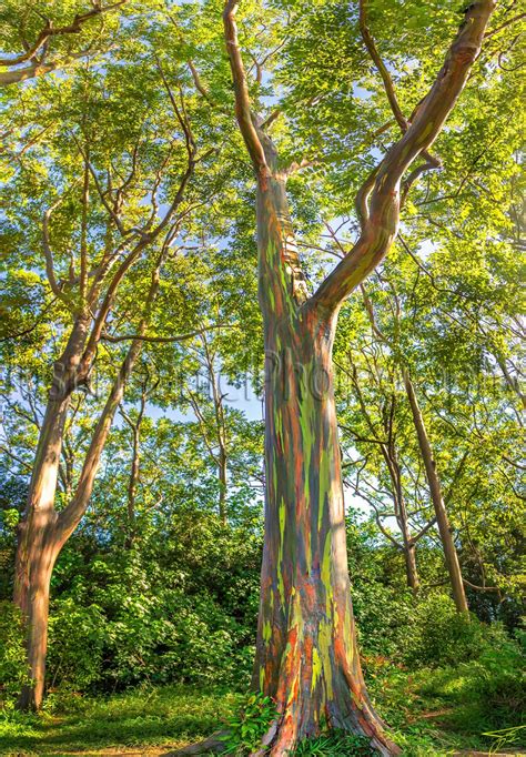 full rainbow eucalyptus tree