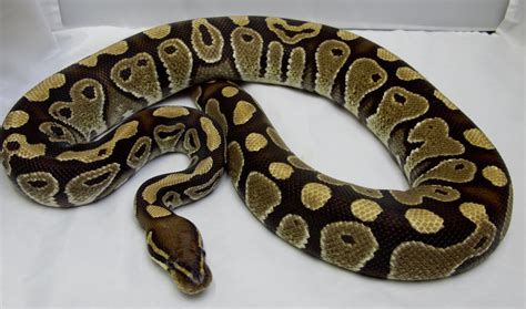 Full Size Ball Python Male