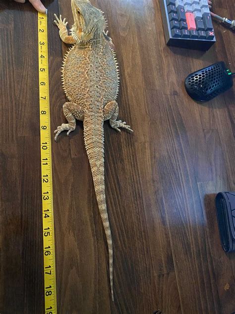 full size biggest bearded dragon