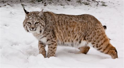full size bobcat