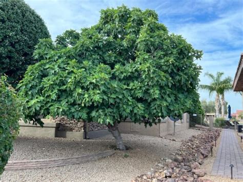Full Size Fig Tree