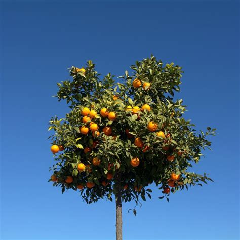 Full Size Fruit Tree