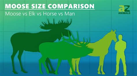 full size moose compared to human
