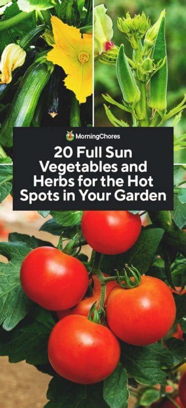 Vegetables That Grow In Full Sun