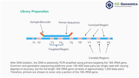 full-length 16s rrna gene sequencing
