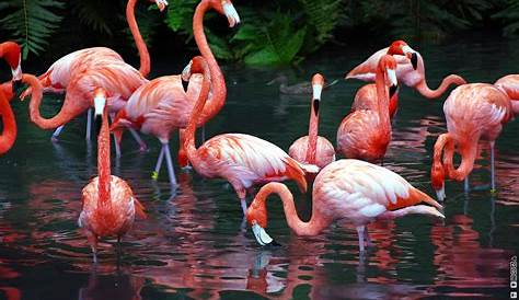 The Chilean flamingo is waiting for you at Zoo Leipzig!
