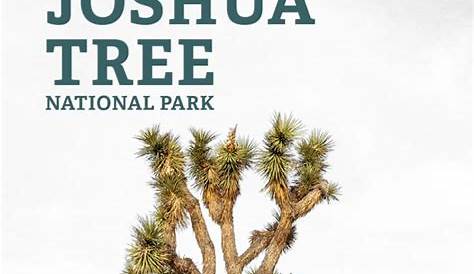 Fun Facts About Joshua Tree - Divvy Mag in 2020 | Joshua tree