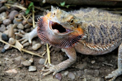 fun facts about a bearded dragon