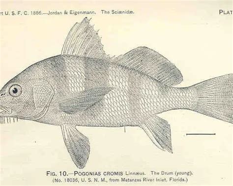 Fun Facts About Black Drum