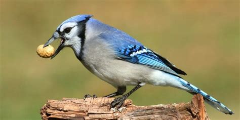 fun facts about blue jays for kids