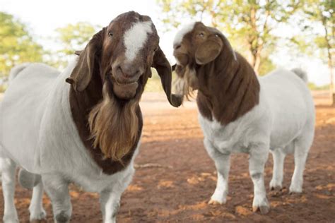 fun facts about boer goats