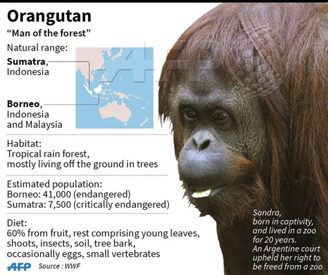 fun facts about bornean orangutans
