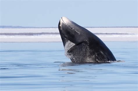 fun facts about bowhead whales