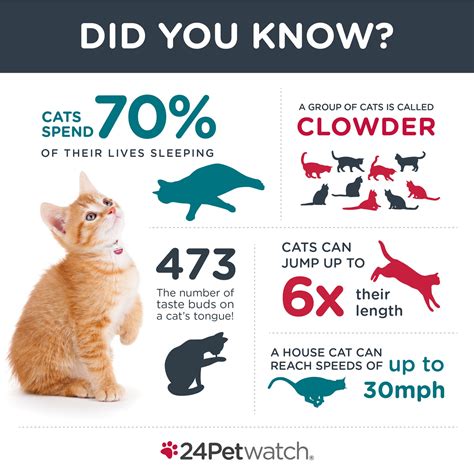 fun facts about cats