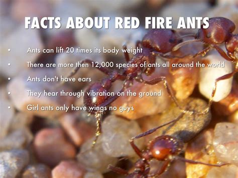 fun facts about fire ants
