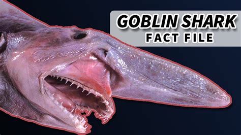 fun facts about goblin sharks