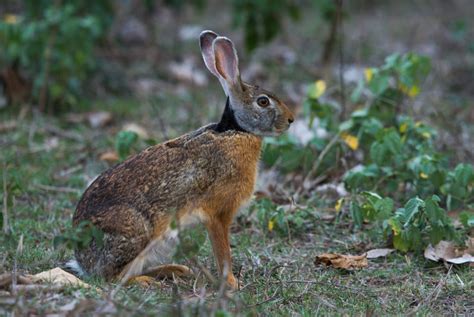 fun facts about hares