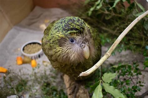 fun facts about kakapo